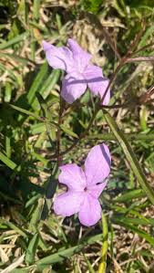 Image result for Cycnium