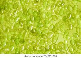 Image result for Wolffia globosa