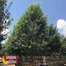 Texas is generally in the central time zone, and its west border corner region is in the moutain time zone.cities in central standard time zone include houston, lubbock, san antonio, abilene, odessa and amarillo. Moon Valley Nurseries Monterrey Oak Spotlight