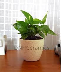 Your request belongs to the store category. Cheapest Ceramic Plants Pot For Promotional Use Rs 28 Piece Id 19090936633
