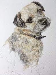 This breed standard for the border terrier is the guideline which describes its ideal characteristics, temperament, appearance and colour. Image Result For Drawing Border Terrier Dog Drawing Border Terrier Terrier