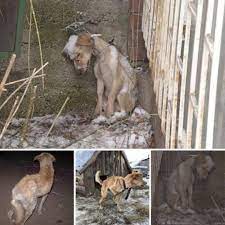 Emaciated dog struggles in winter storm