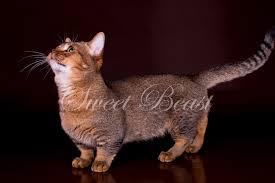 Cat welfare society has advocating against cat abuse since 1999, and is now a registered charity with strong network of volunteers who care for singapore's stray cats and run a sterilisation programme to manage their population. Sweet Beast Com Munchkin Kittens