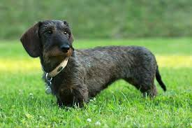 Image result for jezevčík drsnosrstý