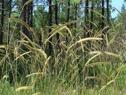 Image result for Ctenium