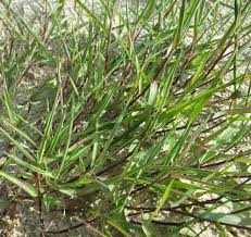 Image result for Agrostis continuata