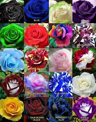 Vampirewolf Hybrid Tea Rose Mawar Cantik Bunga Langka