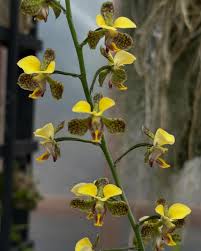 Image result for Eulophia schweinfurthii