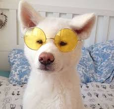 Pale Yellow Aesthetic Cute Animals Cute Puppies Cute Creatures