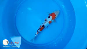 Ghim Tren Koi Fish From Viet Nam