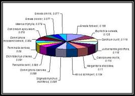 Image result for Cassipourea mollis