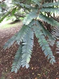 Image result for Leucas capensis