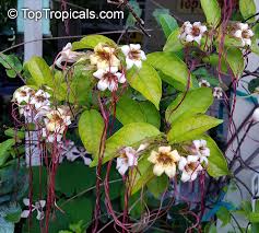 Image result for Strophanthus angusii