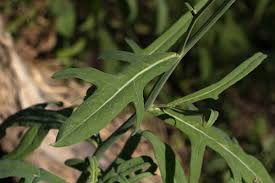 Image result for Launaea cornuta