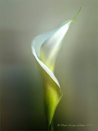 Essence Calla By Charo Arroyo 500px Flowers Photography Calla Lily Lily Painting