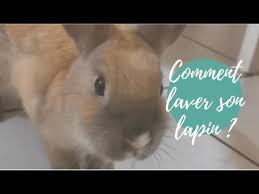 Comment Laver Son Lapin Youtube