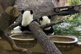 Pandas Im Zoo Schonbrunn Wien Cute Animals Animals Beautiful Animals