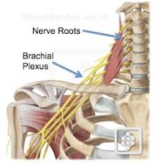 Diagram of shoulder and arm. Neck Pain Referred To The Shoulder Shoulderdoc