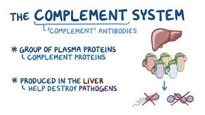 Image result for Complement Pathway