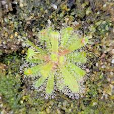 Image result for Drosera pilosa