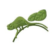 Family anatidae (ducks, geese and swans). Jawaban Karakteristik Tempat Hidup Hewan Gurune Net