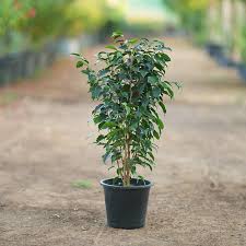 Image result for Ficus benjamina