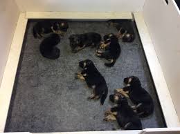 To keep your german shepherd puppy healthy, provide him with daily, vigorous exercise. Steinig Bergen German Shepherds Ft Collins Co Puppies For Sale Breeders