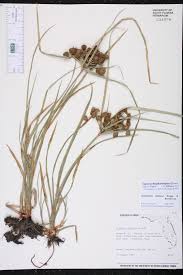 Image result for Oxycaryum