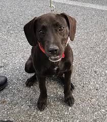 New castle county, newark, de id: Potomac Md Labrador Retriever Meet Gracie A Dog For Adoption Labrador Retriever Labrador Dog Adoption