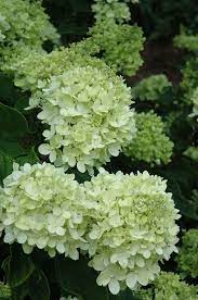 Little Lime Hydrangea Hydrangea Paniculata Jane At Oakland Nurseries Inc Little Lime Hydrangea Hydrangea Paniculata Little Gardens