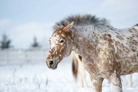 It stars ed harris, viggo mortensen, renée zellweger & jeremy irons.on rotten tomatoes. 20 Gorgeous Images Of Appaloosa Horses To Make Your Day