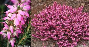 Pin On Plant Of The Day