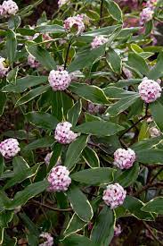 Può raggiungere i 2 metri di altezza presentandosi come piccoli ed esili alberi o come grosso arbusto sempreverde. 12 Piante Sempreverdi Da Giardino Per L Inverno Vi Terranno Compagnia Col Freddo