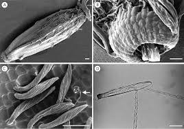 Image result for Cineraria pinnata