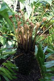 Image result for Blechnum tabulare