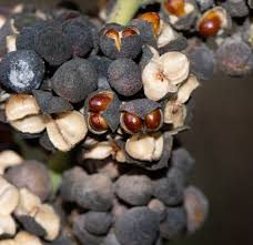 Image result for Gymnosporia buxifolia