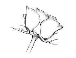 How To Draw A Flower Flower Drawing Flower Drawing Tutorials Drawings