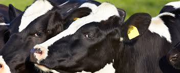 Trebuie sa ai pasune, adaposturi moderne si aparate de muls vaci. Milkfarm Eu Cea Mai Eficienta Ferma De Lapte Natural Din Romania