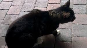 Most cats experience hairballs at some point in their lives, and usually it's. Hairballs In Cats Nuisance Or More Concerning Problem