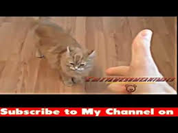 Try Not To Laugh Challenge Funny Cats And Dogs Try Not To Laugh Challenge Funny Cat Dog Vines Compilation 2018 Funny Cats Vine Compilation Https Haha Dog Vines Challenges Funny Funny Cat Compilation