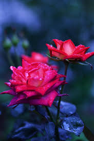 Maybe you would like to learn more about one of these? Love Rose Mobile Wallpapers Wallpaper Cave