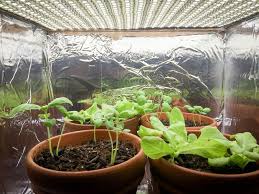 Small Indoor Led Plant Grow Room Indoor Vegetable Gardening Indoor Plants Plants