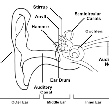 1 Diagram Showing The Structure Of The Human Ear Detailing