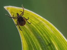 Image result for Tick Paralysis