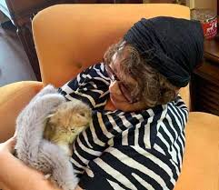 Fito Kremin Cilde Faydalari Fito Krem Nasil Adim Adim Kullanimi Fito Krem Ise Yariyor Mu Kedi Yildiz Sarkicilar