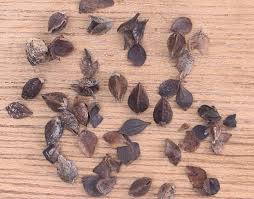 Image result for Fagopyrum esculentum