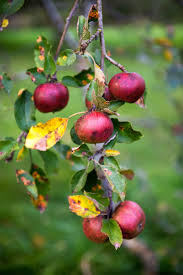 Prospect hill orchards 340 milton tpke milton ny 12547. Apple Picking Season Is Here Don T You Want More Than A Mcintosh The New York Times
