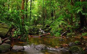Macox, linux, windows, android, ios and many others. 45 Rain Forest Wallpapers On Wallpaerchat