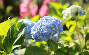 Timing is eminently important in the care of hydrangeas. Dammann S Garden Company How To Prune Hydrangeas