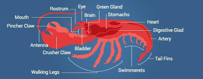 Getting To Know All Aspects of a Live Maine Lobster